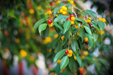 50 WEEPING FIG Ficus Benjamina Benjamin Indian Rubber Tree Houseplant Seeds